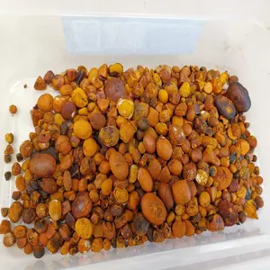 Sell Gallstones COW Gallbladder Stones For Medicine OX Gallstone Supply High Quality Natural Gallstones