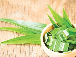 HOJAS DE PANDAN CONGELADAS PREMIUM AL POR MAYOR OFERTA CALIENTE TOP VENTAS HIERBA AROMÁTICA NATURAL EXPORTACIÓN PRODUCTO DE CALIDAD - Product Image 4