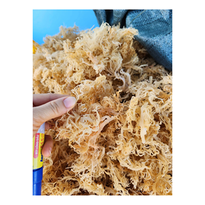Vietnam dried <b>sea</b> <b>moss</b> ready to ship pure dried <b>sea</b> <b>moss</b> Eucheuma Cottonii dried <b>sea</b> <b>moss</b> clean and natural seaweed - Product Image 6