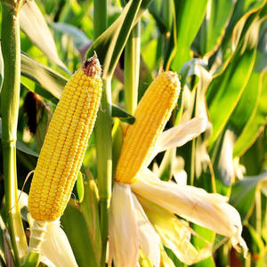 Maíz Amarillo Orgánico a Granel, Sin GMO, Granos de Maíz Secos de Primera Calidad, Alimento para Animales, Aves de Corral y Ganado, Exportación - Product Image 2