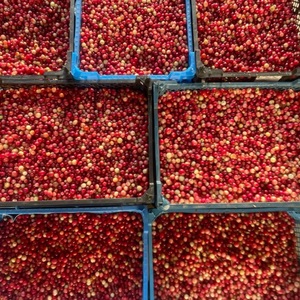 ราคาโรงงาน ผลแครนเบอร์รี่สด 950 กก. ขายส่ง คุณภาพพรีเมียม - Product Image 5