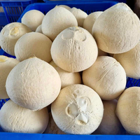 Premium kwaliteit, topklasse verse jonge kokosnoten, diamantvormig, 100% natuurlijk, VILACONIC merk, natuurlijk zoet, 0,5 kg, zomerse drankjes