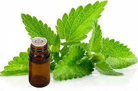 Aceite esencial de pachulí puro de Indonesia 100%, venta al por mayor, pachulí esencial de Indonesia, aceite de pachulí natural y puro - Product Image 2