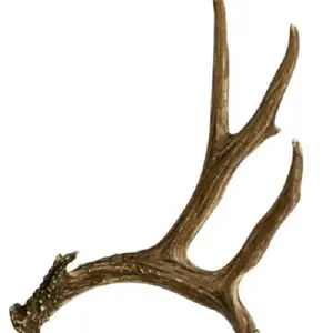 Buy Naturally shed Whole Red Deer Antlers high Grade Whole Red Deer Antlers in bulk available at cheap price available