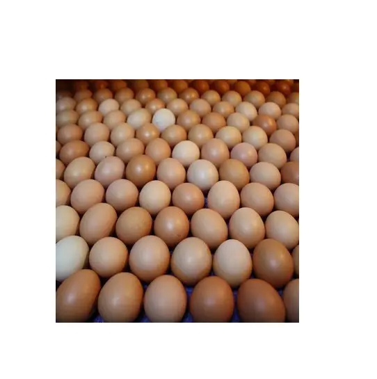 100% Sản Phẩm Tự Nhiên Bỉ Trang Trại Tươi Gà Bảng Trứng/Nâu Và Trắng Vỏ Trứng Gà