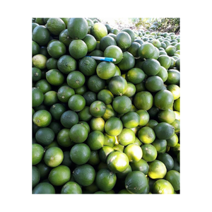 Lima fresca de Vietnam, proveedor de limón verde sin semillas jugosas para encurtido de jugo, procesamiento de alimentos a granel, venta al por mayor, cítricos - Product Image 3