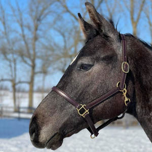 Halter de caballo de lujo de 3/4 \ "en cuero marrón con herrajes de latón estilo inglés y occidental para SILLÍN inglés - Product Image 3