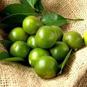 Calamansi Fresco de Vietnam de Alta Calidad para Exportación, Venta al por Mayor de Frutas y Bebidas - Product Image 2