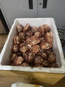 Vibrantes conchas marinas a granel a precios competitivos Suministro de calidad de un proveedor de confianza de Vietnam para proyectos de manualidades y decoración del hogar - Product Image 4