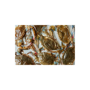 Cangrejos de carapax blando a bajo precio, ideales para mercados de mariscos, restaurantes y distribuidores - Product Image 6