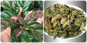 CELASTRUS HINDSII PREMIUM/SANTÉ DU FOIE/PROPRE ET PUR/VICAUX - Product Image 2