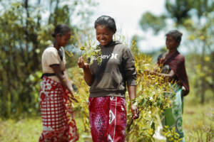 Aceite Esencial de Tagetes de Madagascar SAKAY, 100% Puro e Ingredientes Naturales para Todo Tipo de Piel, Envase Bidón de 30L - Product Image 6