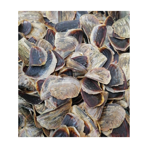 เปลือกที่มีคุณภาพพรีเมี่ยม limpet, murex operculum และหอยทากเปลือกหอยจาก99ทอง - Product Image 3