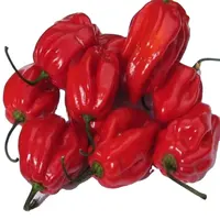 Fresh Habanero Peppers, Red Bell Hot Chilli Peppers