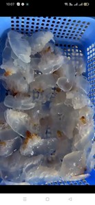 Vente chaude délicieuse salade de méduses salées prix de gros, délicatesse de fruits de mer vietnamiens croustillants et acidulés - Product Image 2