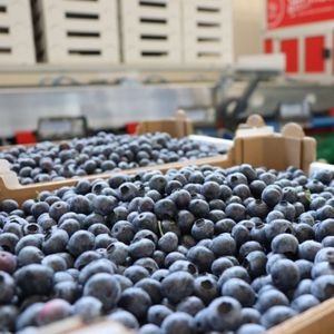 Arándanos Frescos Naturales de Alta Calidad - Suministro al por Mayor de Calidad Premium - Product Image 5