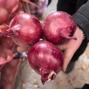 Oignons Rouges Biologiques Frais de Qualité Supérieure, Sacs de 25 kg, Non Pelés, Origine Allemagne, Prêts à l'Expédition à Prix Compétitif - Product Image 6