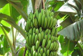 Natural 100% Organic Fresh CAVENDISH BANANA du fournisseur 99 Gold Data VIET NAM - Product Image 2