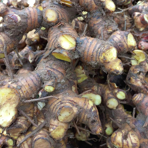 Vietnam Galanga congelé haché/morceaux/tranche/entier au meilleur prix - Product Image 1