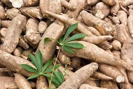 YUCA PREMIUM CONGELADA ENRIQUECIDA CON BUENZA BOTÁNICA - Product Image 2