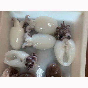 IQF Frozen Whole Cuttle Fish Premium Grade Low-Salt - Product Image 1