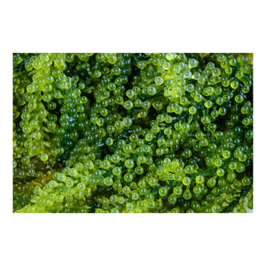 โปรโมชั่นใหญ่-องุ่นทะเลจากซัพพลายเออร์99ทองผลิตภัณฑ์ยอดนิยมขายดี2025 - Product Image 4