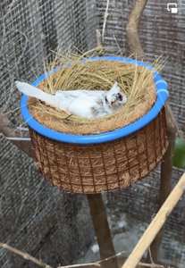 DISPONIBLE: NIDO DE PÁJARO DE FIBRA DE COCO DE ALTA CALIDAD-¡EXTREMADAMENTE RESISTENTE Y SOSTENIBLE! -LOTO AZUL VIETNAM - Product Image 3