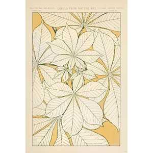 Affiche de Owen Jones 'Leaves From Nature No.' 1' pour la décoration murale - Product Image 1