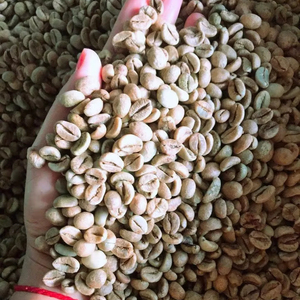 Grains de café vert Robusta de qualité supérieure G1 G2, spécialité, S18, Vietnam, certifié ISO 22000, marque TNFOOD, approvisionnement en vrac, directement de l'usine - Product Image 1