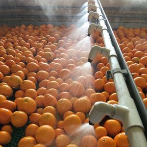 Oranges fraîches, juteuses et sucrées, en gros, oranges biologiques fraîches - Product Image 4