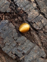 9X7MM Rare Cats Eye Pierre de forme ovale d'opale mexicaine naturelle avec une bonne couleur et qualité, opale naturelle pour la fabrication de bijoux 1.82 carats.