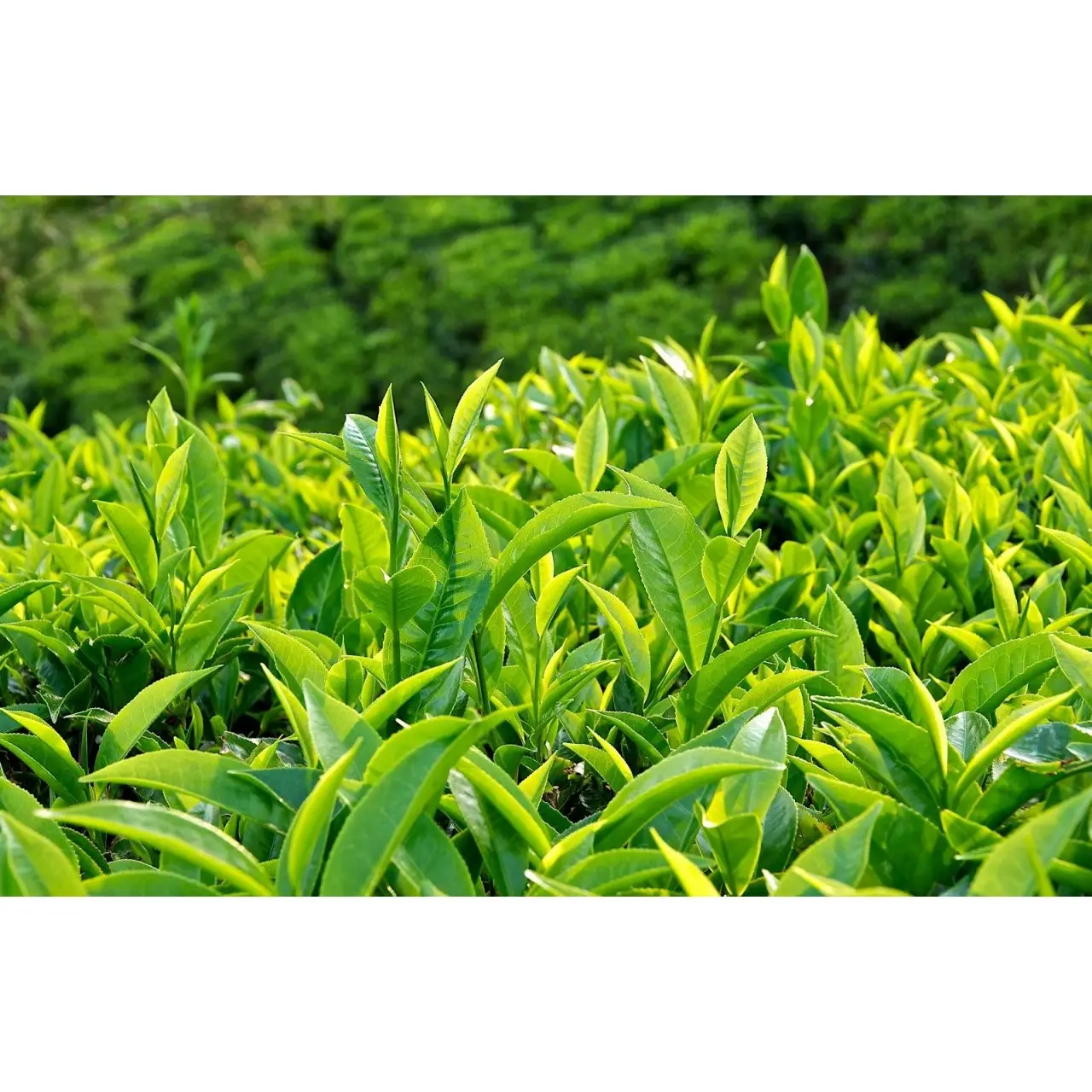 High Quality Vietnam Green Tea Customized Packaging Style Loose Tea Processing Type Health Organic Tea
