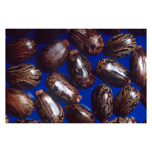 น้ำมันละหุ่งธรรมชาติบริสุทธิ์จากโรงงานเมล็ดละหุ่งธรรมชาติ2024 - Product Image 3