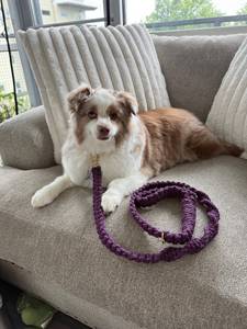 Deep Purple Macrame <b>Dog</b> Leash Handmade Cotton Puppy Leash with Luxury Lace Decoration Sizes for Small Medium Large Breeds - Product Image 4