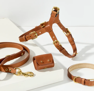 High Quality Green Leather Hound Dog <b>Collar</b> for Greyhound and <b>Whippet</b> - Product Image 2