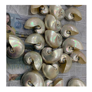 Nautilus Shell pour les pièces d'art de collection et le style intérieur par la société Vietnam 99 Gold Data Nautilus Shell - Product Image 4