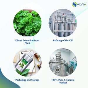 Aceite Esencial de Semilla de Perejil 100% Puro y Natural, Venta al Por Mayor con Empaque Personalizado, Suministro OEM para Cuidado de la Piel y Belleza - Product Image 4