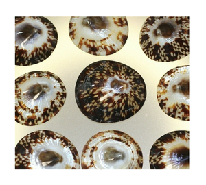 เปลือกส่งออกมีเปลือก limpet สะอาดสำหรับเครื่องประดับที่ป้องกันหัวนมการดูแลทารกและการใช้งานงานฝีมือชายฝั่ง - Product Image 1