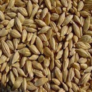 Grano de Cebada Sin Cáscara Seco, Variedad Común Natural para Alimentación Animal y Procesamiento de Alimentos en Venta - Product Image 1