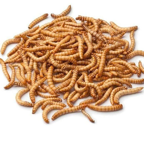 Fournisseur fiable de vers de farine congelés à haut volume - Product Image 6