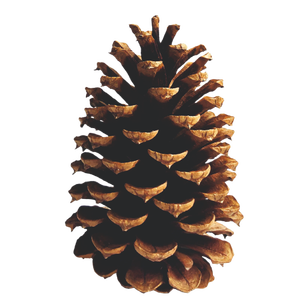 <b>Pinecone</b> Natural in Wholesales Price <b>Pinecone</b> Christmas Decoration for Room and Party Decoration - Product Image 5