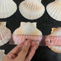 AUTHENTIQUES COQUILLAGES VIETNAMIENS-FOURNITURE EN GROS POUR LA DÉCORATION