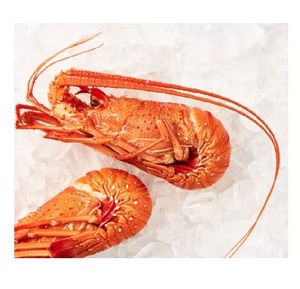 Langostas Australianas Congeladas de Alta Calidad, Mariscos Frescos Capturados en el Campo, Exportación a Granel - Product Image 6