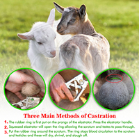 Pince de castration extra large 10 pouces en aluminium finition miroir réutilisable avec anneau en caoutchouc pour la castration sans saignement des animaux de grande taille ISO