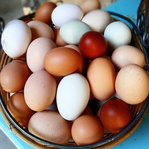 ไข่ไก่ขาว ไข่แดง 60 กรัม 360 ฟองต่อกล่อง |   แหล่งโปรตีนคุณภาพสูง อุดมไปด้วยวิตามินและแร่ธาตุ - Product Image 3