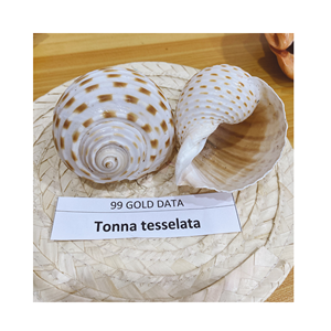 Coquillage mixte Coquillage exportation Vente chaude Coquillage Triton Coquille de conque Trompette Coquille de Triton Décoration Coquillage - Product Image 6