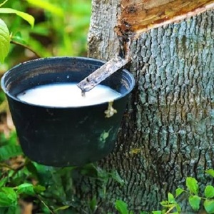 Quality High Elasticity Natural <b>Rubber</b> Latex with 30 MPa Tensile Strength for Industrial Processing - Product Image 2