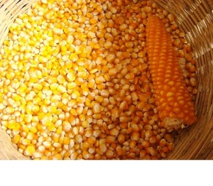 Granos de harina de maíz OGM de estilo seco Alimentos compuestos sin gluten para animales - Product Image 1