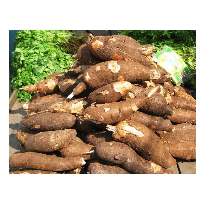Racine de yuca fraîche de haute qualité (manioc)/manioc de légumes frais à bas prix fabricant de allemagne dans le monde entier exportations