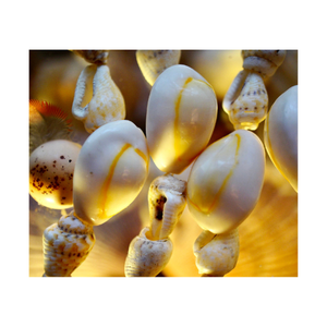 เปลือกหอยธรรมชาติ/เปลือกหอยหอยหอย/เปลือกหอยหอยเป๋าฮื้อเหมาะสําหรับงานแต่งงานตกแต่งชายหาดธีมปาร์ตี้ตกแต่งบ้าน DIY CRAFT - Product Image 1